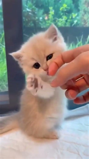 #CuteCats #FunnyAnimals #CatLovers #PetVibes #YouTubeShorts