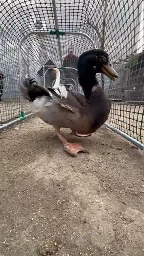 Modern Hen Cages for Efficient Poultry FarmingStrong, Durable & Farmer-Friendly Design #cages #hens