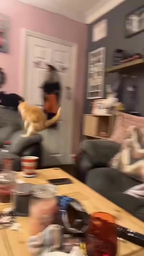 Epic Cat Showdown: Hilarious Cat Fights That Will Make You Laugh Out Loud! 🐱😂 . . . . . . . #CatFight #FunnyCats #CatMoments #CatsOfFacebook #ViralVideo #CatDrama #CatLovers #PetComedy #MustWatch #FunnyAnimals #CatsInAction #ViralCats #LaughOutLoud | Cat Lovers