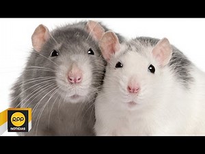 Rata: una mascota muy inteligente│RPP