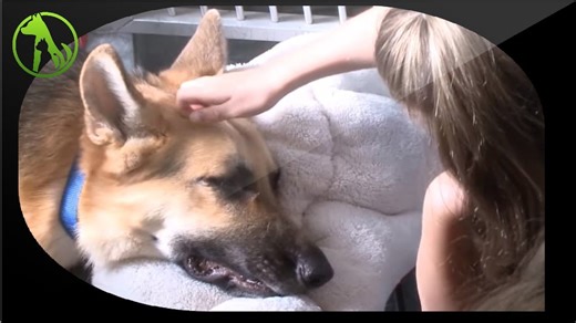 Dad blames dog for attacking daughter, then discovers the real threat