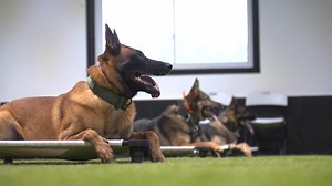17K views · 308 reactions | Police K9 vs Protection Dogs | Shield-K9 Dog Training | Facebook