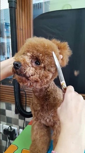 Toy Poodle Teddy bear face trim #grooming #toypoodle #dogshorts #shorts #pets