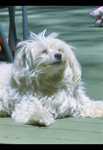 XstandshortX (@xstandshortx)’s videos with original sound - XstandshortX