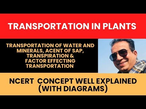 🎯Transportation in Plants | Xylem, Transpiration & Ascent of Sap | Class 10 Science Chapter 6 NCERT