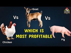 Chicken vs Goat vs Pig. Which is the most profitable farming for a beginner with little capital.
