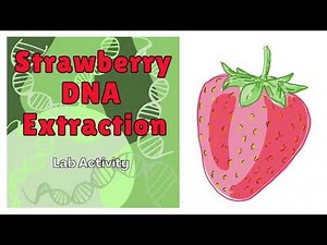 Extract DNA from a Strawberry – Fun Science Experiment