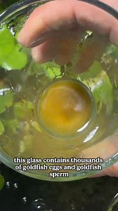 Creating Thousands of Baby Goldfish Goldfish Breeding Process