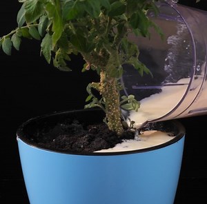 2.3M views · 1.7K reactions | Useful gardening tips you will fall love at first sight!: | Green Bean | Facebook