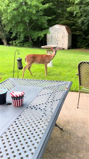 violet_and_friends on TikTok