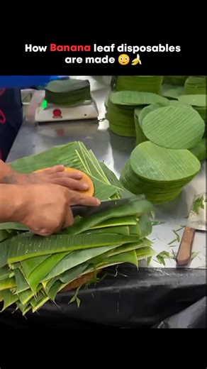 Meta Minutes on Instagram: "How Biodegradable Disposables Are Made ♻️ Biodegradable disposables are crafted from natural materials like sugarcane bagasse, cornstarch, or bamboo. These materials are turned into pulp, molded under heat and pressure, then dried and shaped into plates, cups, or cutlery. They decompose naturally, making them an eco-friendly alternative to plastic 🌱 Credits #facts #history #viral #didyouknow #tech #technology #fyp #reels #knowledge #satisfyingvideos"