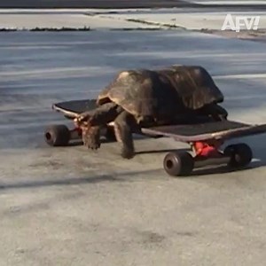 The Tortoise vs The Hare 😂 | America's Funniest Home Videos