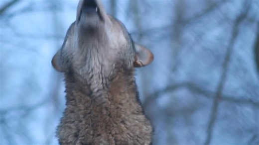 25 Days of Wolves | Day 5 🐺 Today we're featuring Moose, the first Red Wolf born at the WCC back in 2010. One of the greatest gifts Moose gave people was connection, he unknowingly inspired a global audience to fall in love with Red Wolves and these fans followed him to every new home. Moose’s legacy lives on and you can help carry it forward. Learn how you can support Red Wolves and their recovery: https://nywolf.org/meet-our-wolves/wolves-in-the-species-survival-plan-ssp-program/ | Wolf Conse