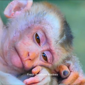 Fresh Newborn Monkey on Reels