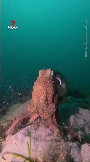 Octopus filmed running across ocean floor