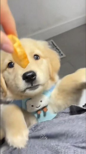 When Golden Retrievers See Food 😂 | Cute & Funny Dog Eating Compilation #FunnyDog #GoldenRetriever