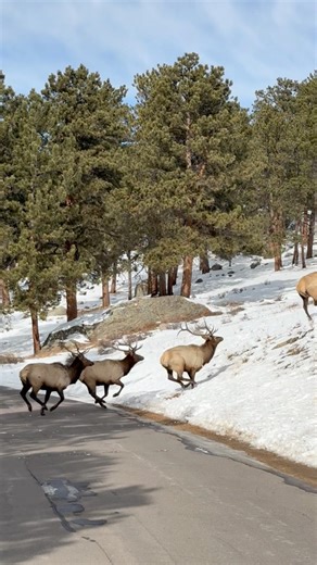 A herd of bachelor bull elk running full speed across a road in Rocky Mountain National Park 📸