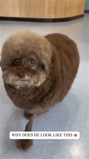 This Dog Has No Business Looking Like That 😭🐶