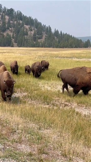 Yellowstone National Park 🇺🇸 | One of America's Most Beautiful Places