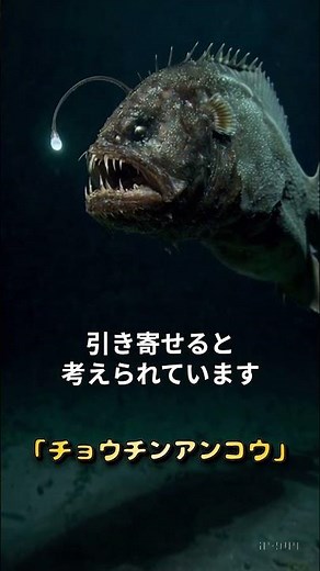 【チョウチンアンコウ】深海に生息する発光生物！