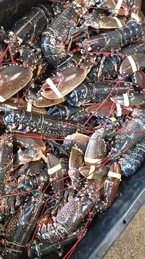today's catch 🦞 bridlington harbour 🌊 Yorkshire coast-love it 🦀
