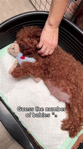 Fun Poodle Facts for Dog Lovers