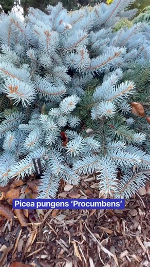 Picea pungens ‘Procumbens’ Creeping Crawling Blue Colorado Spruce #botanicalgarden #conifers