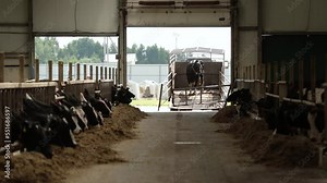 Industrial cultivation of cows on a milk or dairy farm. Cattle eating grass inside of the barn. Slaughterhouse cows on beef meat production, slaughter of cows. Agriculture, meat production concept.