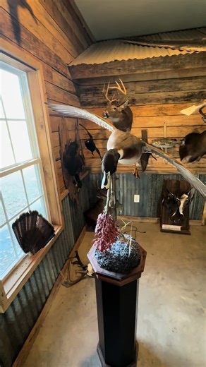 Exploring the Mallard Pintail Hybrid at Tillon