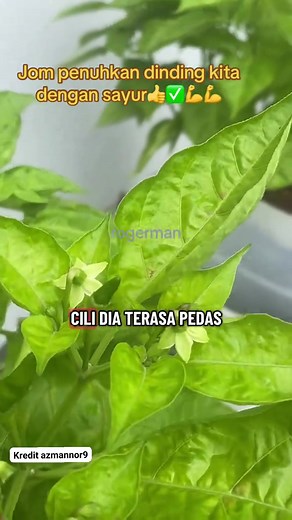 491K views · 6.5K reactions | BEKAS TANAMAN ALA HIDROPONIK Min nak share teknik penanaman yang kurang penyelenggaraan, seminggu sekali jer kita siram+Baja, sistem ni menggunakan Baja larutan AB. Semua jenis tanaman boleh guna sistem yang sama. Sayur berdaun, sayur berbuah, ulam,herba dan pokok berbuah. Kredit azmannor9 #sayur #hidroponik | Master Gardener Putrajaya | Facebook