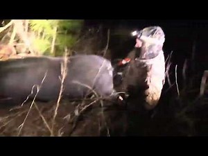 Pitbull hunting wild boar - A large scale hunt