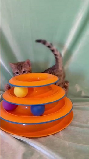 Adorable Bengal Kitten "Girl E1" Playing with Orange Ball Toy | Kitten Playtime