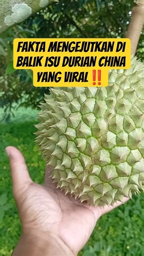 🔴 Fakta Mengejutkan di Balik Isu Durian China yang Viral‼️