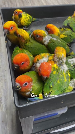 After Lunch Socialization with Baby Sun Conures at Parrot Stars