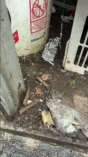 Are you seeing rat burrows in your yard?! #pestcontrol #rats #rodents #spring