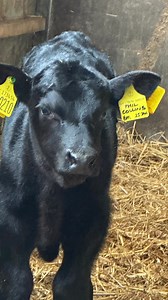 What else would you call a Princess Caroline x Dean Martin combo ??🤷🏻 | Morpheus Aberdeen Angus