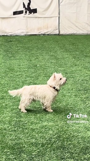 wait until the end… #westie #westhighlandwhiteterrier #dog #dogsotiktok #obedience