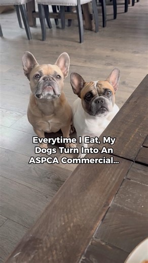 They’re so dramatic #hungrydog #aspca #sarahmclachlan #dogsofyoutube #frenchbulldog