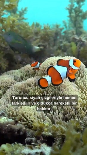 En ilginç akvaryum balıkları Akvaryumda Beslenen En İlginç 5 Balık! 🐠😱