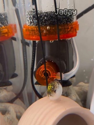 half life (0.3.5) (no effort) #halflife #halflife1