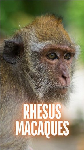 2 Critical Mistakes to Avoid When a Rhesus Macaque Monkey Approaches You