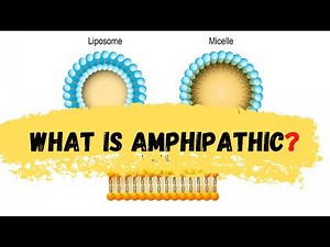 what is amphipathic || defination of amphipathic || Amphipathic