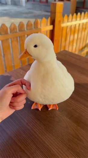 Innocent Eyes, Cute Duck🦆Mini Duck Full of Charm❤️Picture-Perfect Duck Pose #Duckling