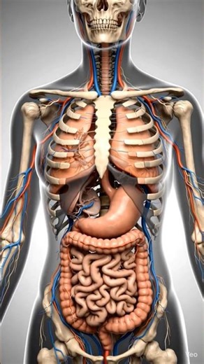 👉 What Happens When a Bone Breaks? 😱 | Leg Fracture Explained in 3D