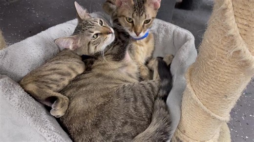 4.3K views · 386 reactions | Did you know that over 200 cats were adopted from River Kitty last year? This year, we hope to break that record  So without further ado, please welcome your future pet! | River Kitty Cat Cafe | Facebook