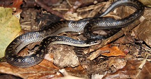 Top 10 Rarest Snakes In The World