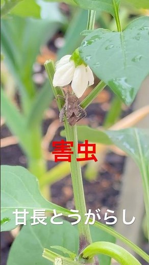 油断は禁物です。甘長とうがらしほぼ全滅！害虫カメムシも？#pepper #家庭菜園 #野菜栽培 #野菜 #トウガラシ栽培 #トウガラシ #唐辛子栽培 #唐辛子 #とうがらし栽培 #とうがらし