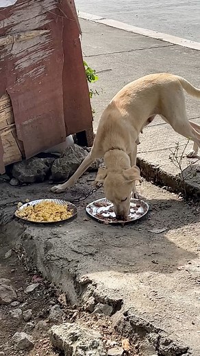 16K views · 1.3K reactions | Baby Cali on Reels | Facebook