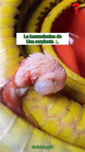 Snake Pulling Out Its Tool 🐍😮‍💨| #animals