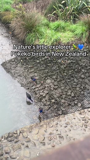 Pūkeko Birds in New Zealand: Nature's Colorful Explorers